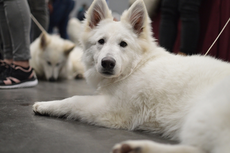 Овчарки – идеальные собаки-поводыри