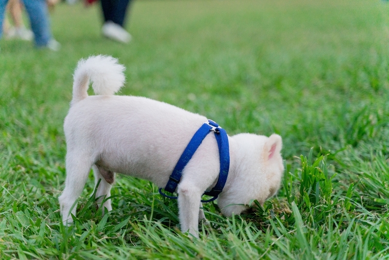 Белый померанский шпиц со стрижкой