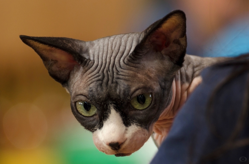 Кличка для сфинкса-девочки может быть связана с окрасом