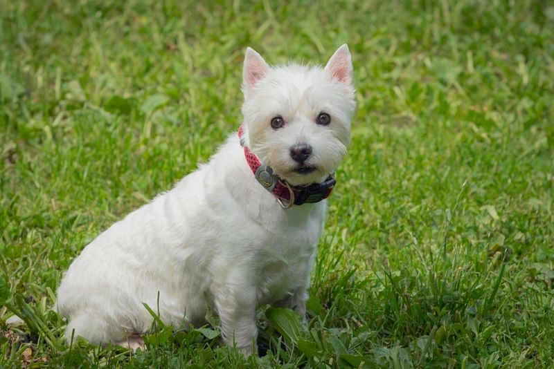 Стрессы влияют на то, сколько проживет вест-хайленд-уайт-терьер