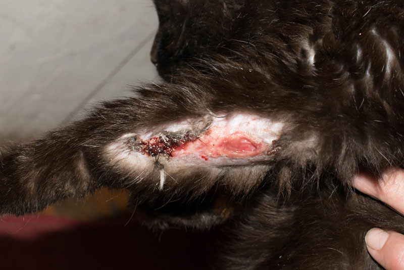 некроз у кошки, которого укусила гадюка