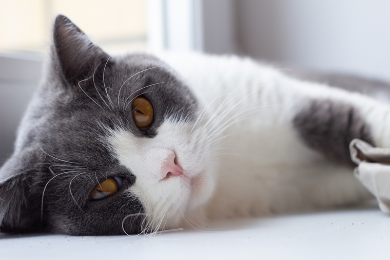 Симптомы энцефалита у кошки могут развиться быстро