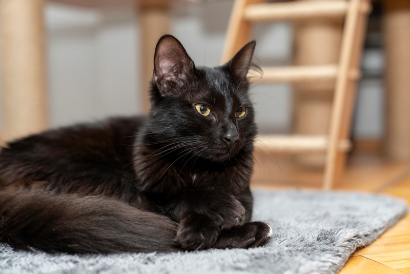 Как передается демодекоз среди кошек, пока доподлинно неизвестно