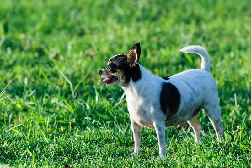 Для профилактики болезней чихуахуа вакцинируют