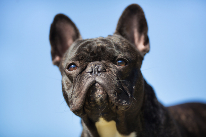 Течка у французского бульдога начинается в 6 месяцев