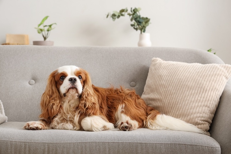 Пол не влияет на то, сколько весит кавалер-кинг-чарльз-спаниель