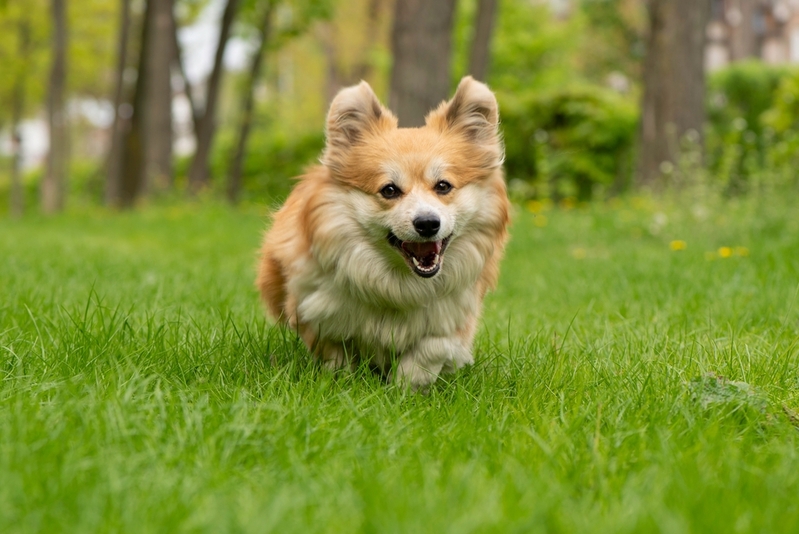 Выделите собаке участок дачи для развлечений
