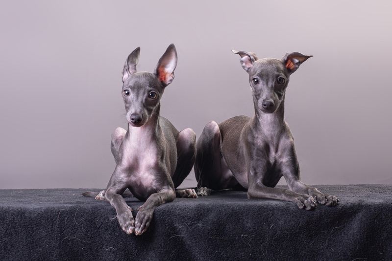 Продолжительность жизни левретки считается большой