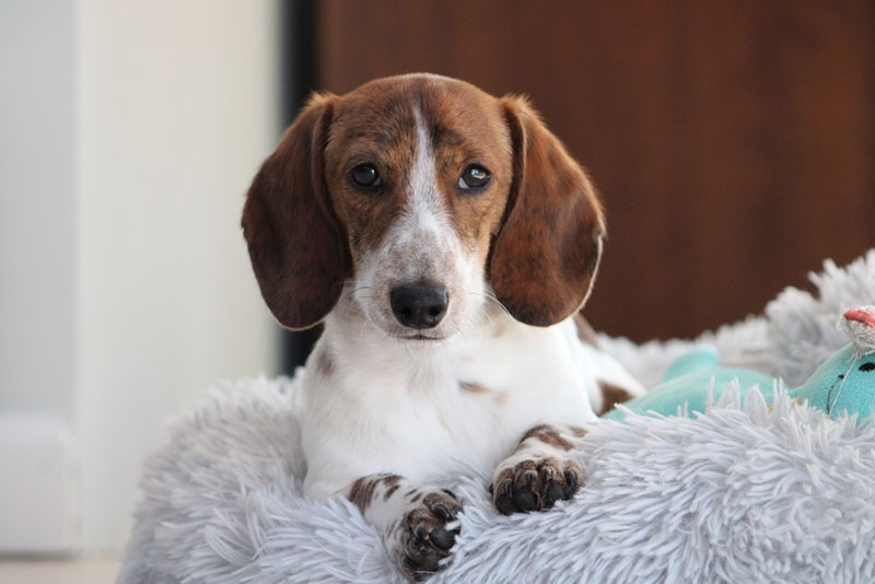 Почему у собаки могут быть горячие уши?