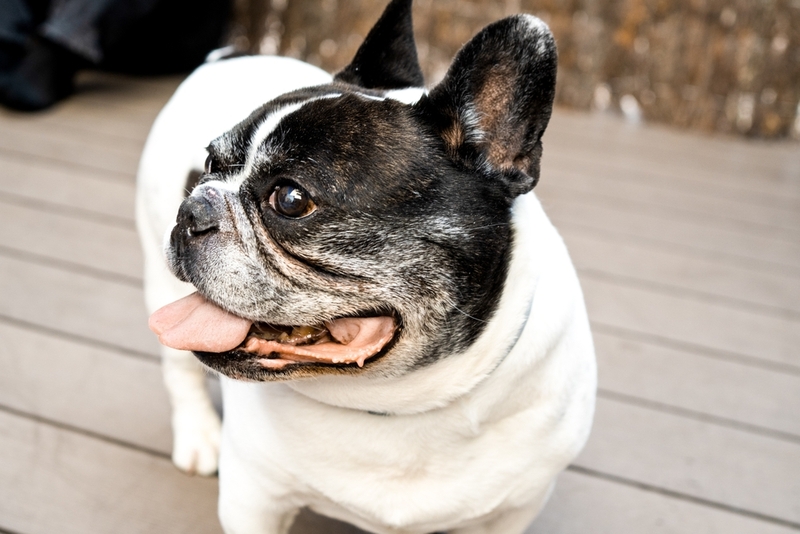 Белый окрас бульдога связан с генами