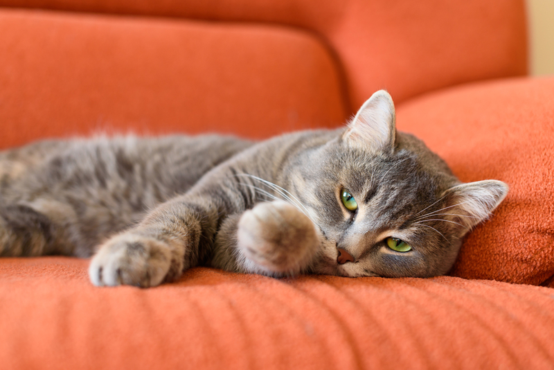 Одной из причин судорог у кошки могут быть травмы