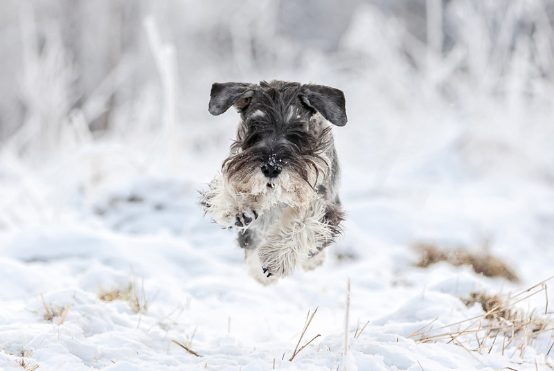 Нелиняющая собака миттельшнауцер