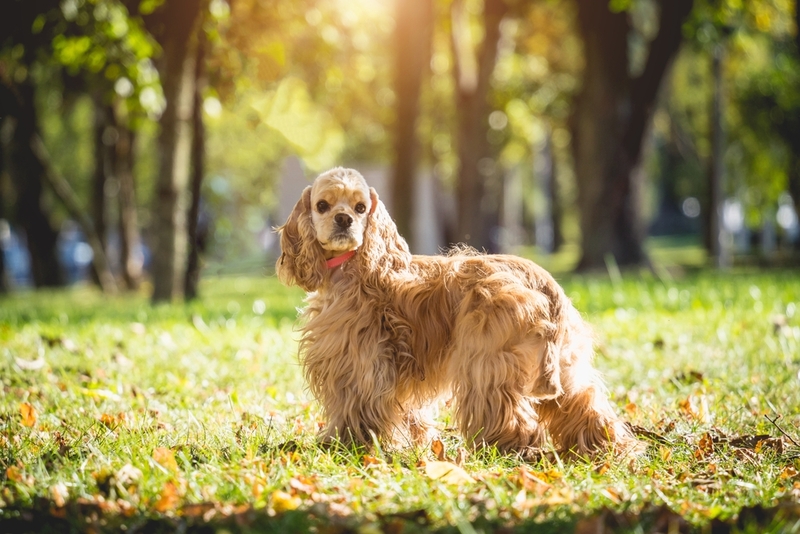 На то, сколько живут американские кокер-спаниели, влияют разные факторы