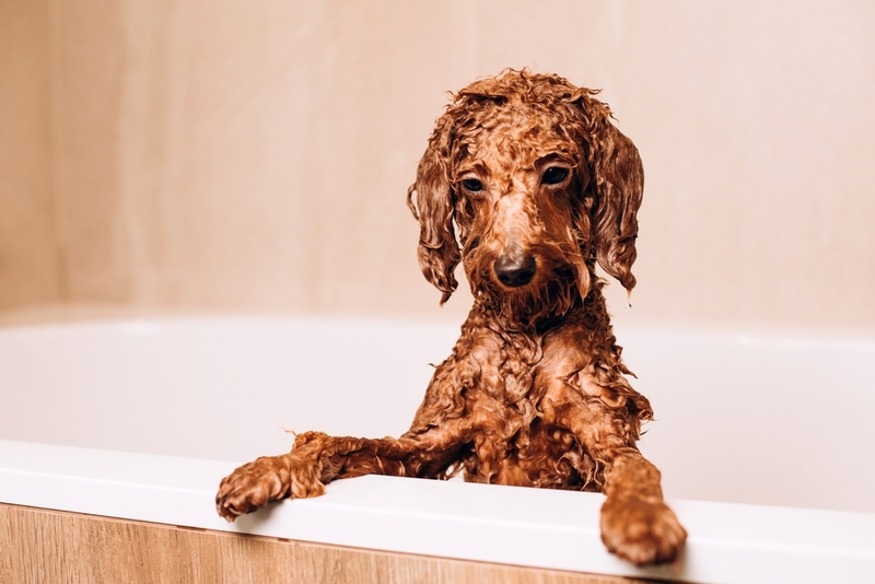 Лечение блок у собак включает в себя использование шампуней