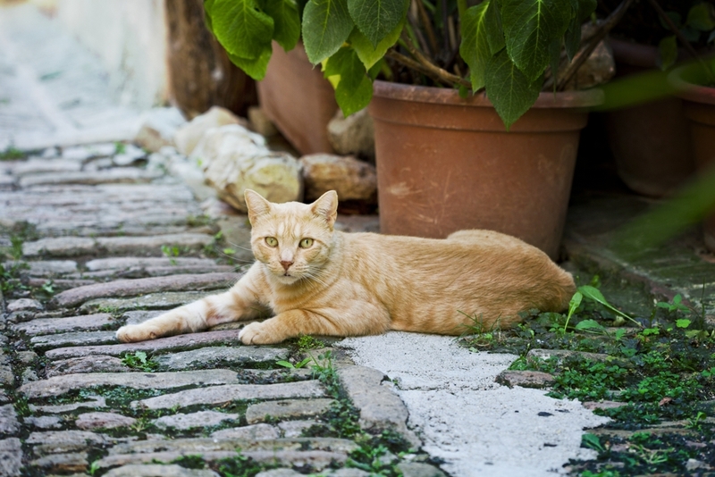 Италия – страна, где кошки стали священными животными