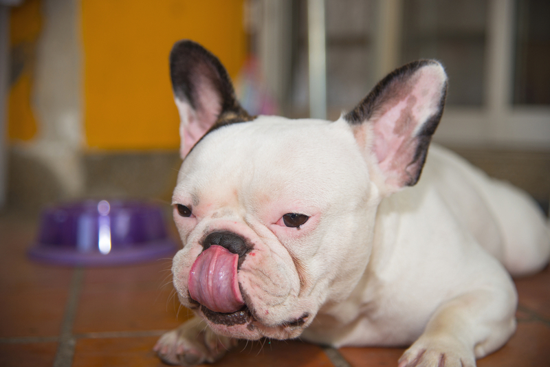 Как можно назвать мальчика французского бульдога?