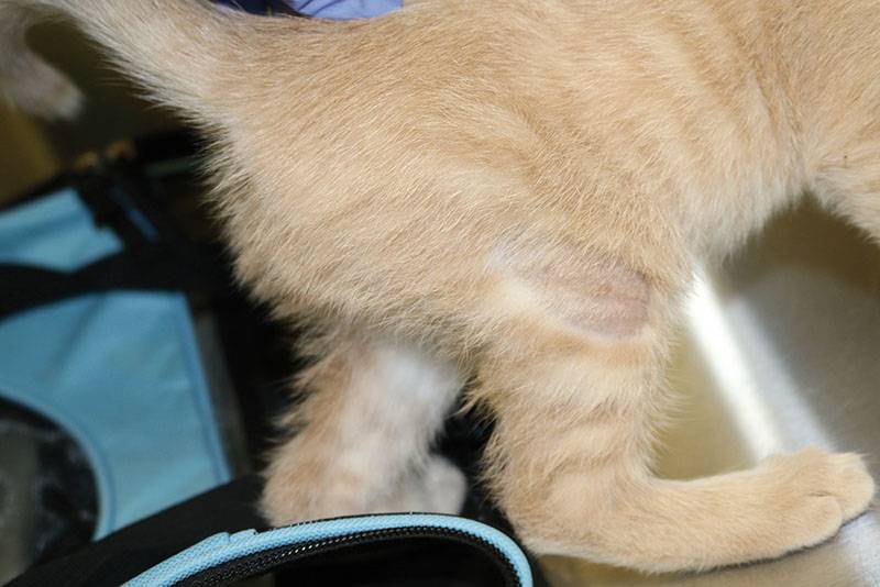 Кошка лысеет: почему и что делать, лечение и причины облысения живота, задних  лап