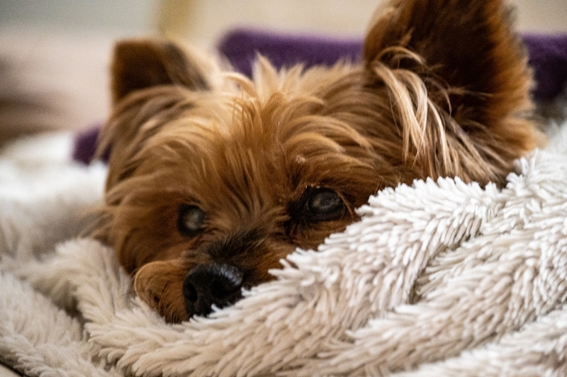 Во время течки йоркширскому терьеру нужен уход