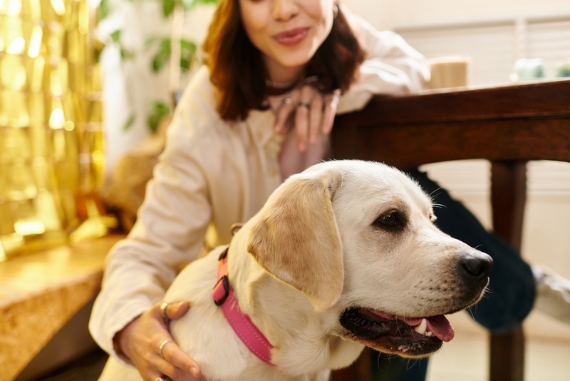 Владельцу важно знать, сколько длится беременность у лабрадора