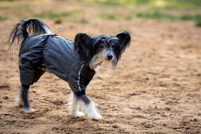 Китайская хохлатая – добрая порода собак с необычной внешностью