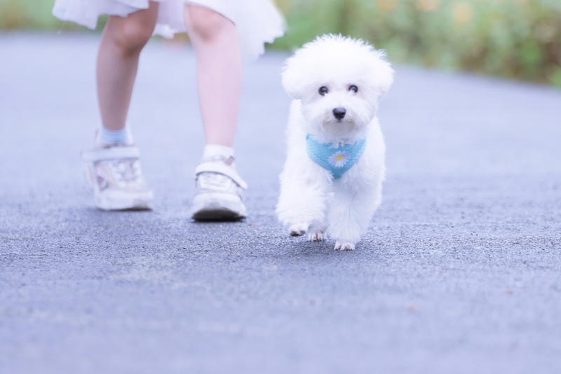 Пол влияет на то, сколько весит бишон фризе