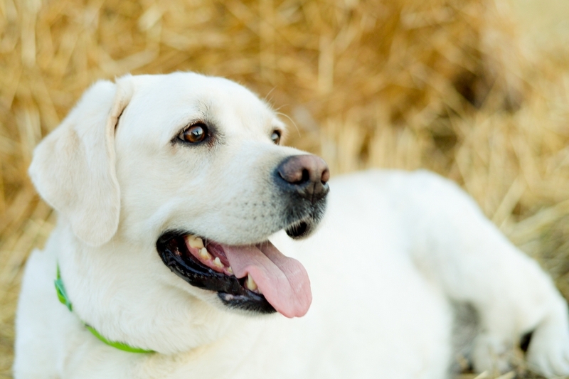 Владельцу важно знать, сколько по времени длится беременность лабрадора