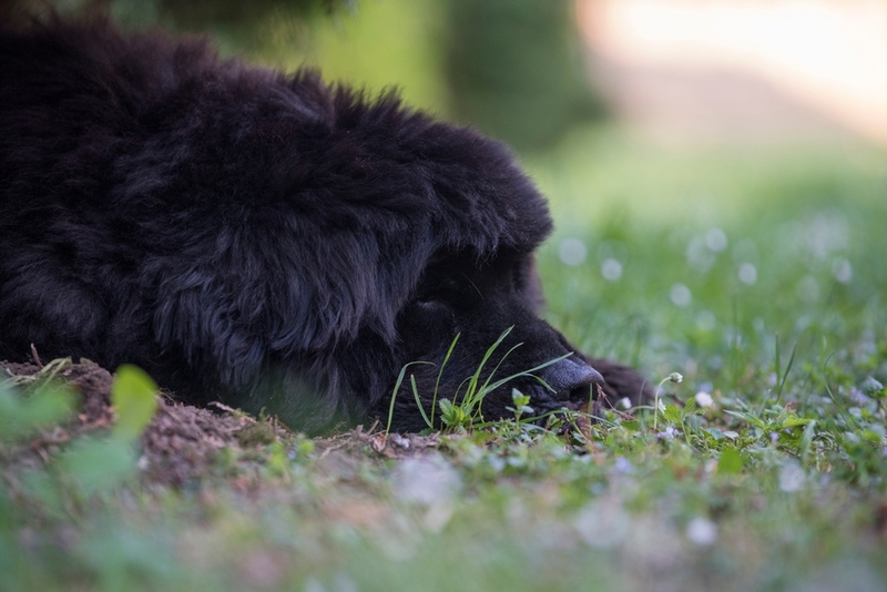 Срок жизни ньюфаундленда можно сравнить с человеческим