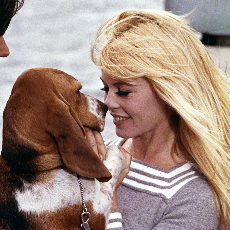 бассет-хаунд и Бриджит Бардо