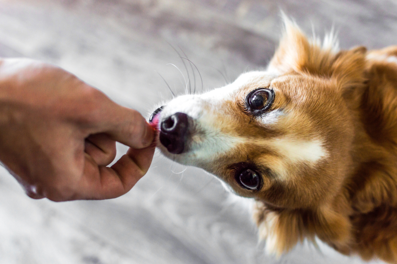Для лечения перитонита у собак необходимы препараты