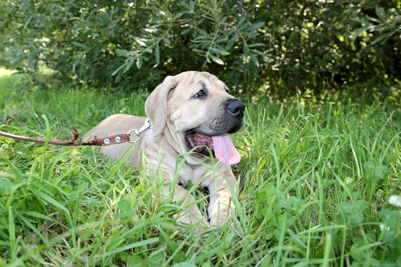 Бурбуль – порода собак, относящихся к молоссам