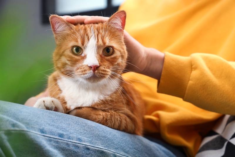 Какая у кошек память – есть ли она и сколько длится