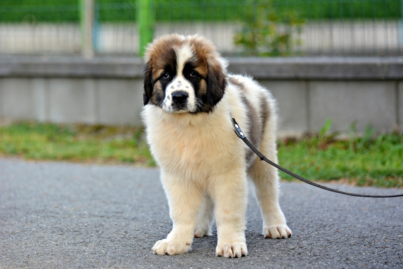 Гигиена влияет на то, как долго проживет московская сторожевая