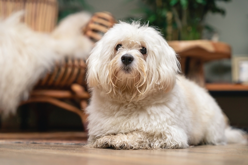 Гавайский бишон – порода, относящаяся к болонкам