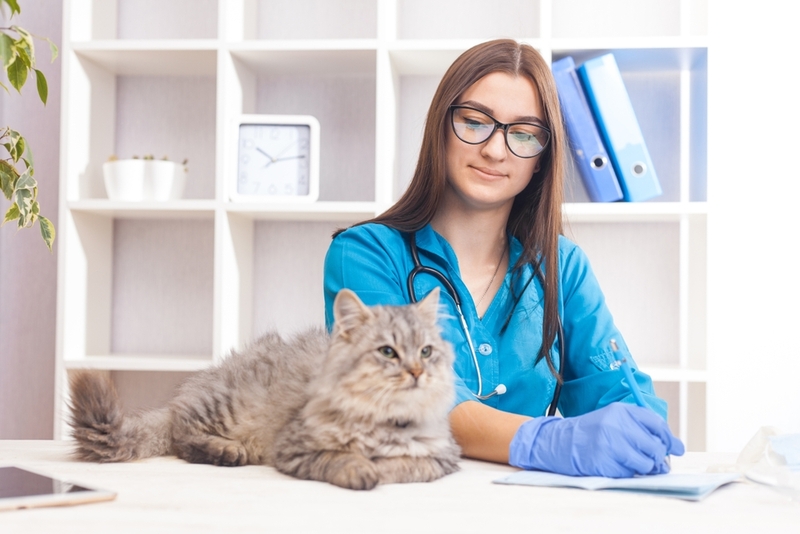 Авитаминоз у кошки может вызывать разные симптомы