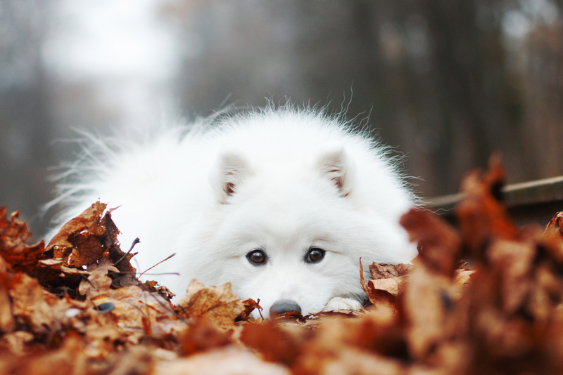 Важно знать, сколько весит японский шпиц в норме