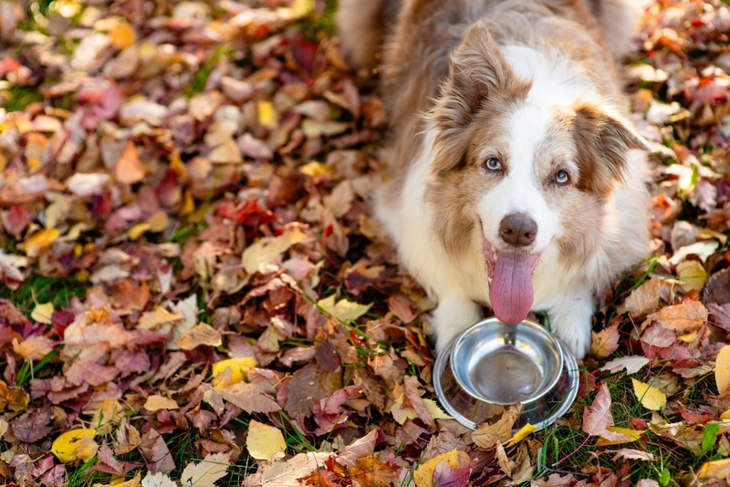 То, сколько весит бордер-колли, зависит от питания