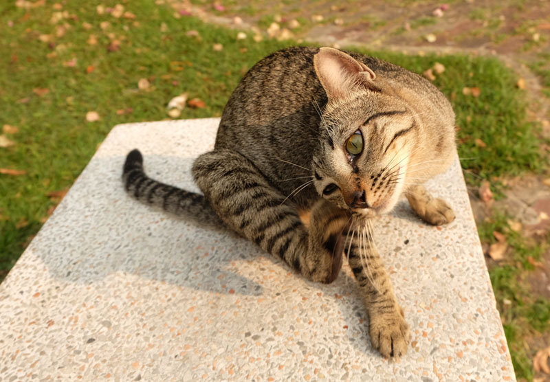 Блефарит у кошек имеет несколько разновидностей