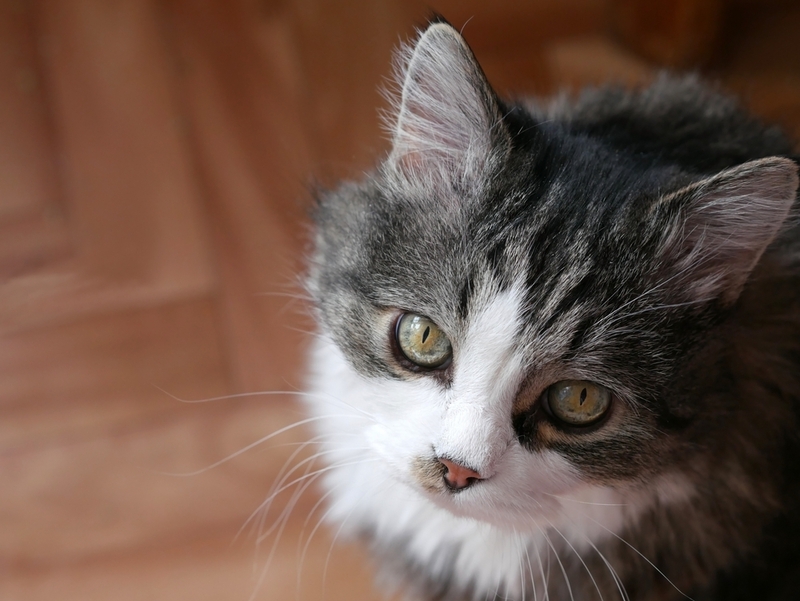 Кошку после родов нельзя кормить сладким