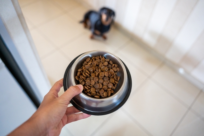 Кормить таксу готовыми рационами очень удобно