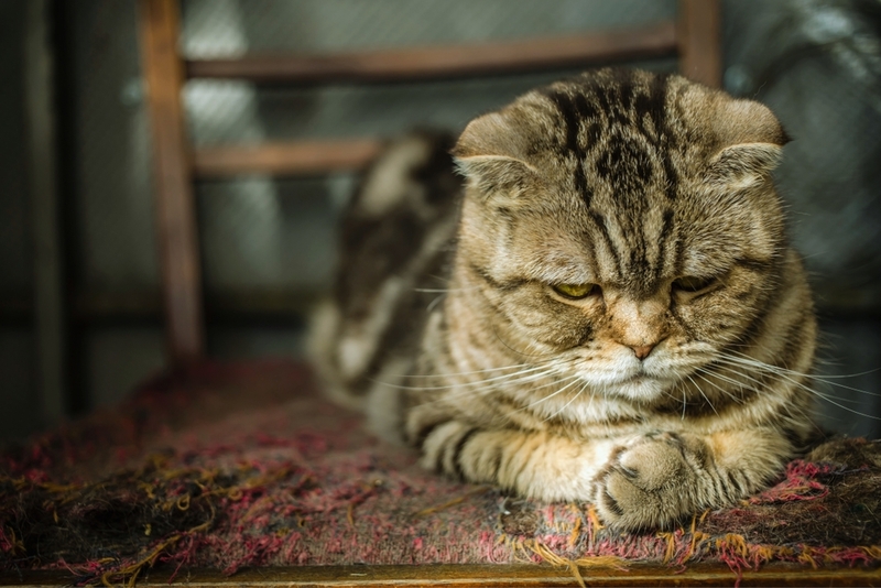 Васкулит представляет собой заболевание сосудов у кошки