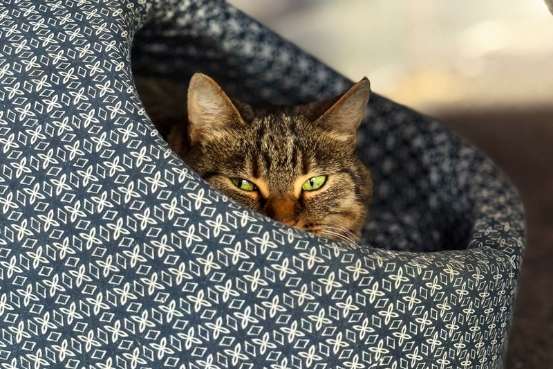 Синдром Горнера у кошек может вызывать осложнения