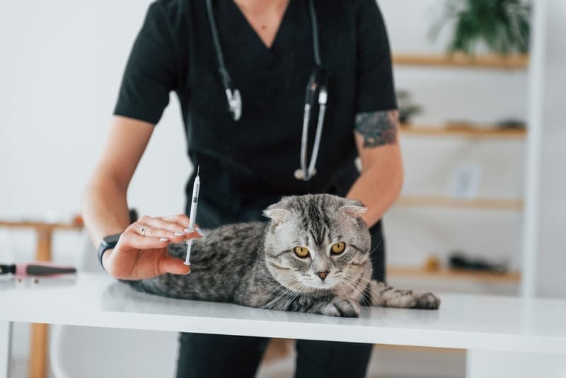 вакцина поможет предотвратить болезни кошек