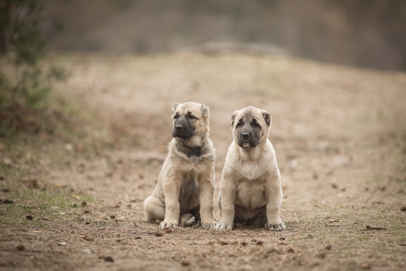 Как относятся к другим животным алабай и кангал?