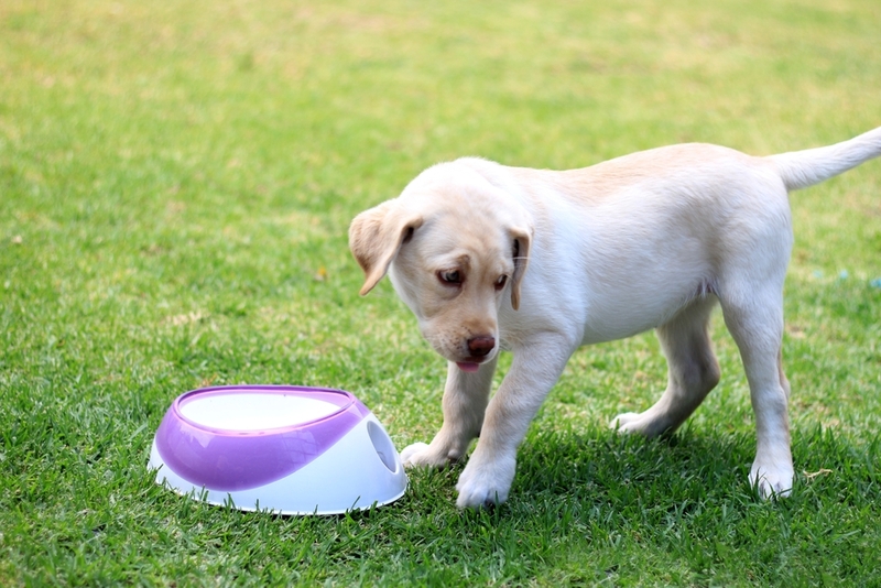 После трех месяцев щенка лабрадора кормят готовым рационом