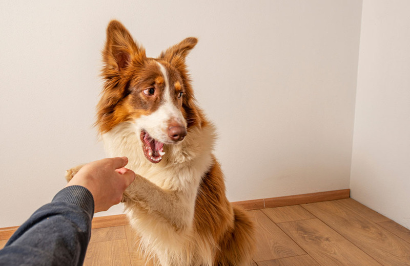 Почему у собаки могут болеть лапы?