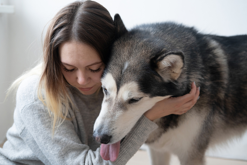В период беременности хаски переводят на новое питание