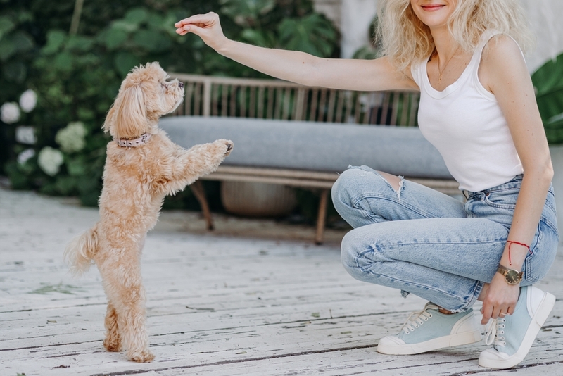 Мальтипу кормят витаминами