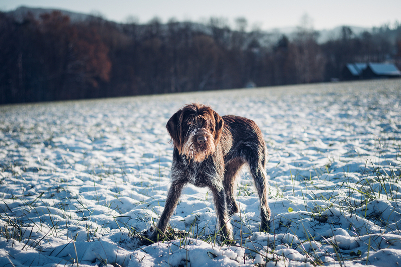 Серая собака гриффон