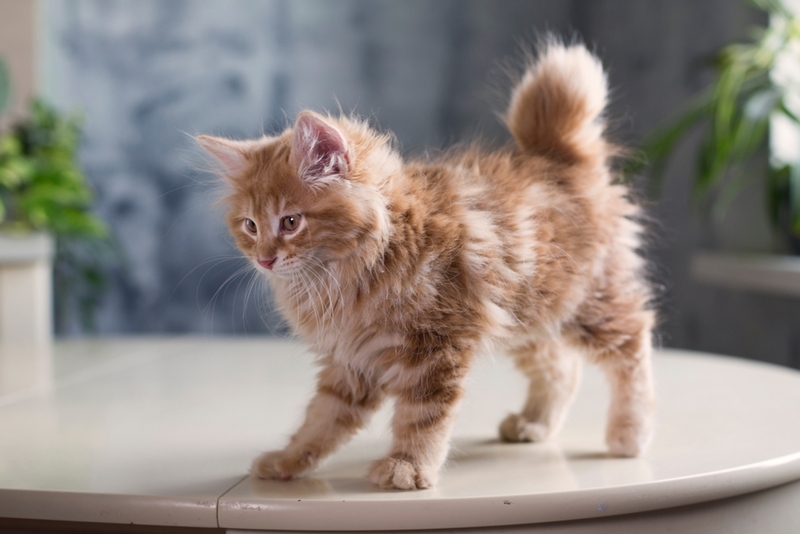 До скольких лет живут курильские бобтейлы?