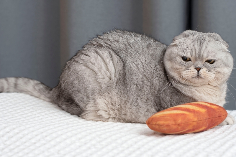 Можно ли кошкам белый и черный хлеб?